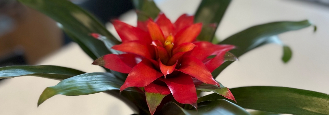 Bromeliad 12cm Banner Image.jpg